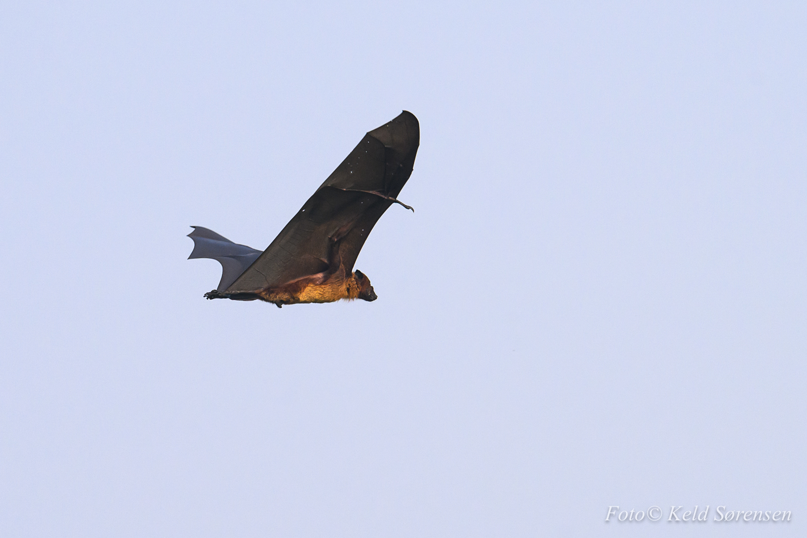 Indian Flying Fox