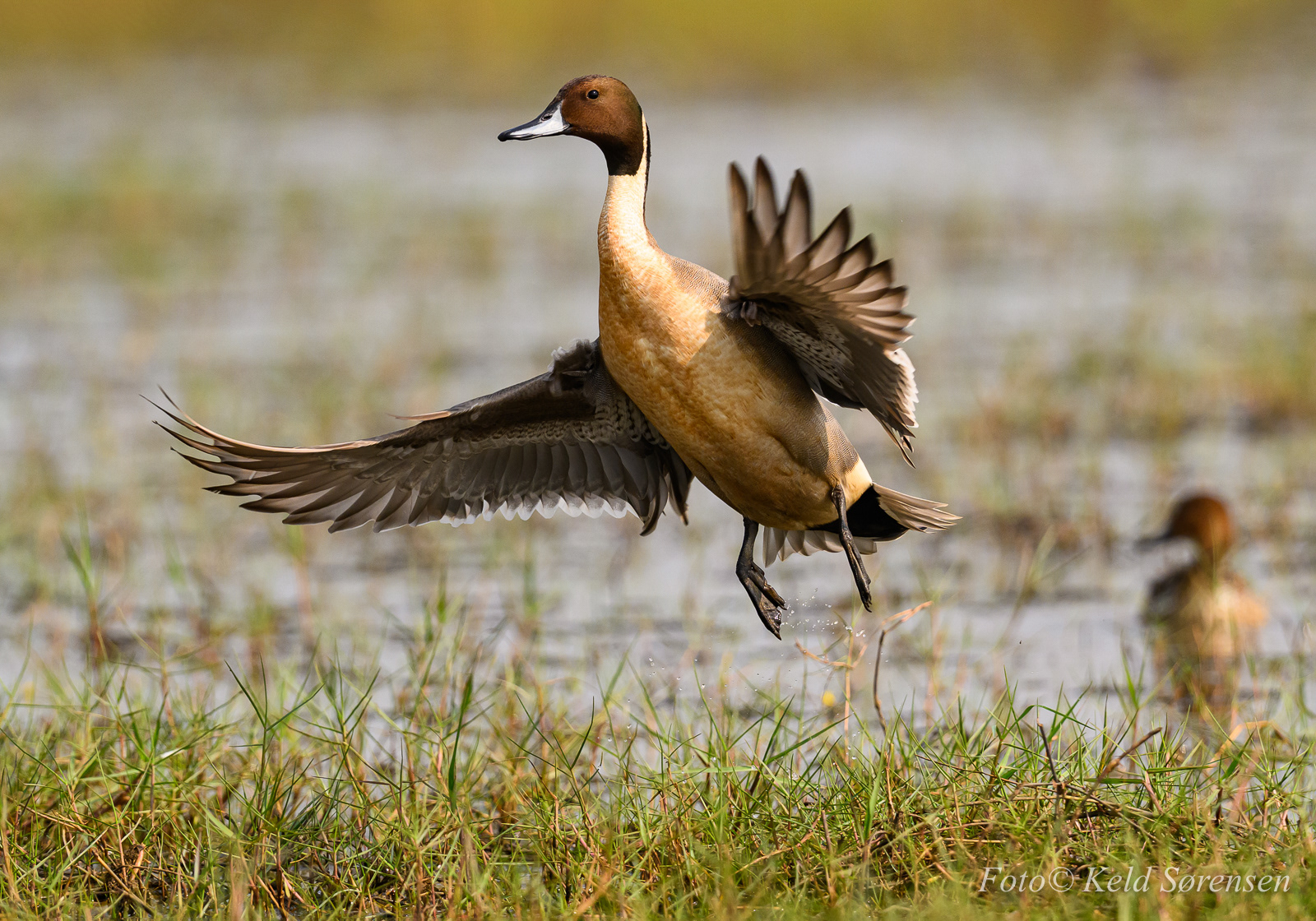 Northern Pintail