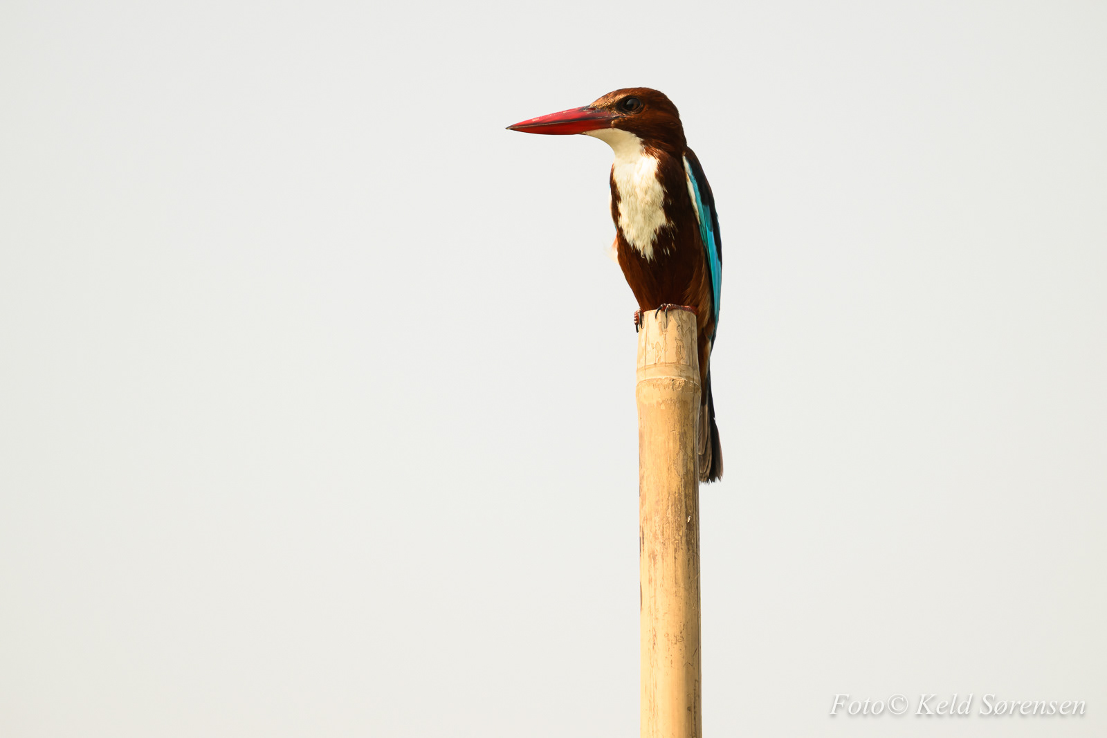 White Throated Kingfisher