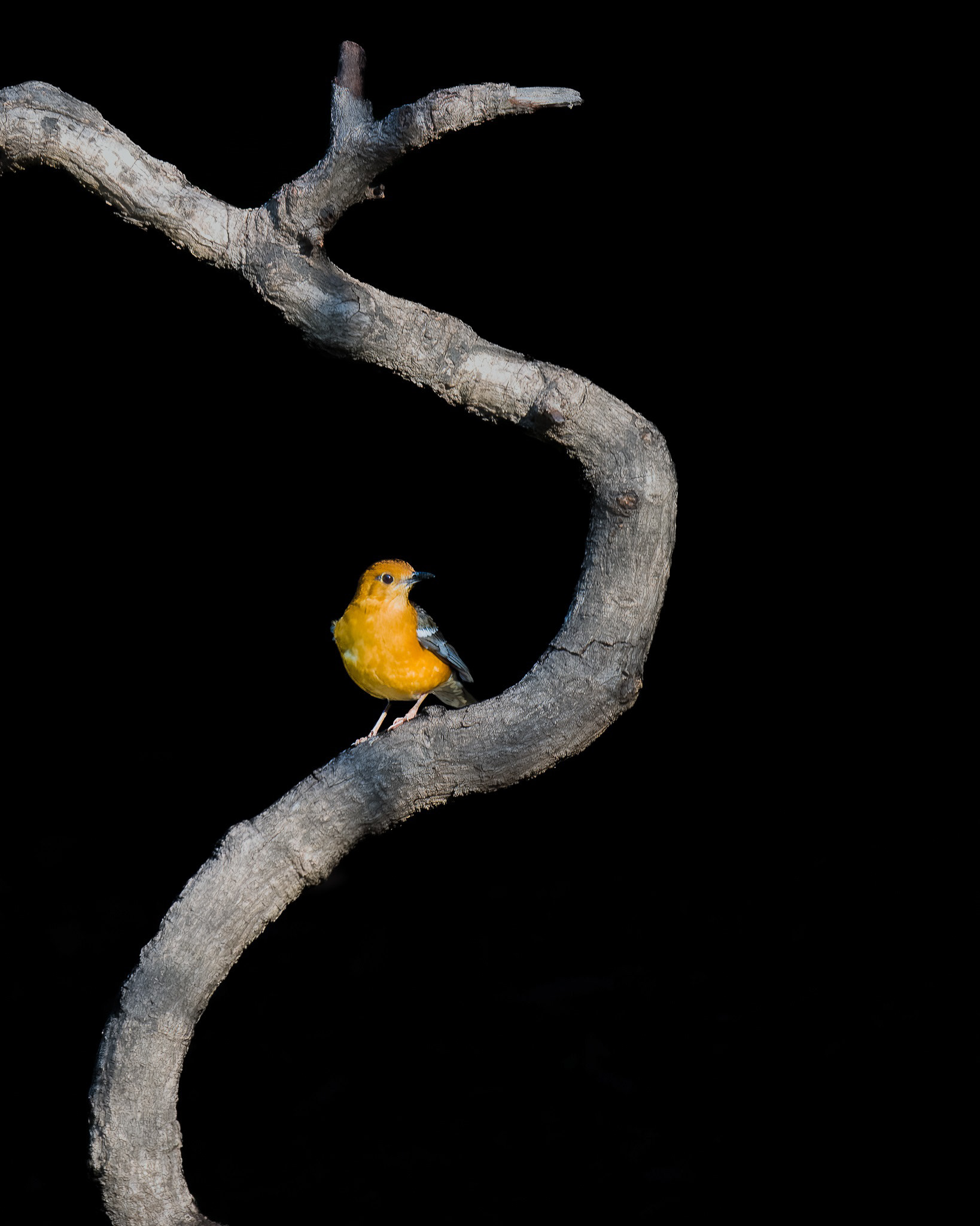 Orange Headed Thrush
