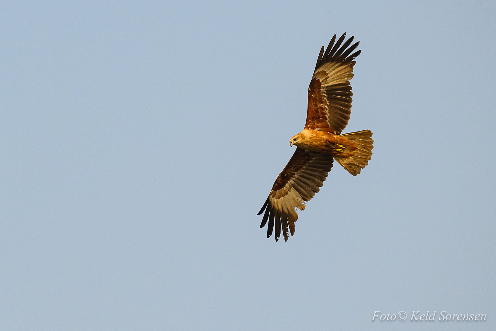 Brahminy KIte