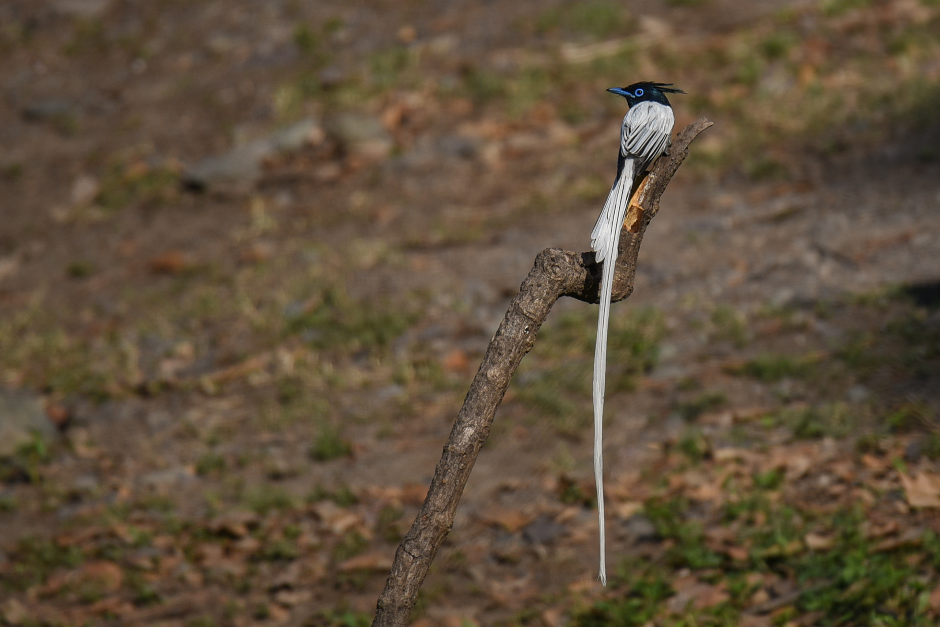 Indian Paradise Flycatcher - White morph