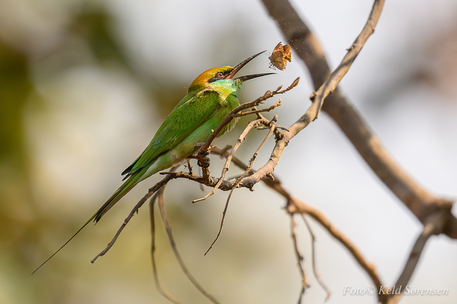 Asian Green Bee Eater