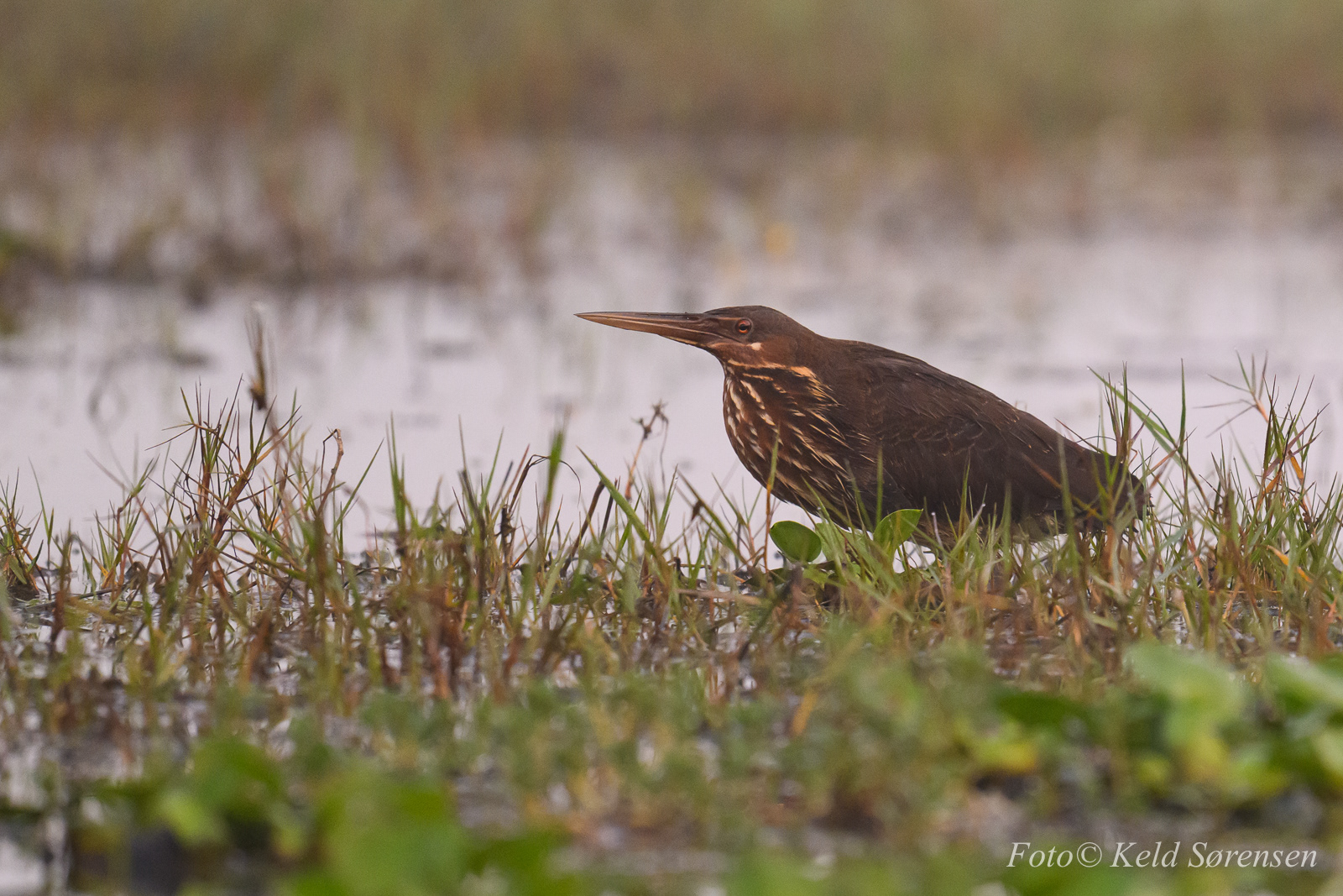 Black Bittern