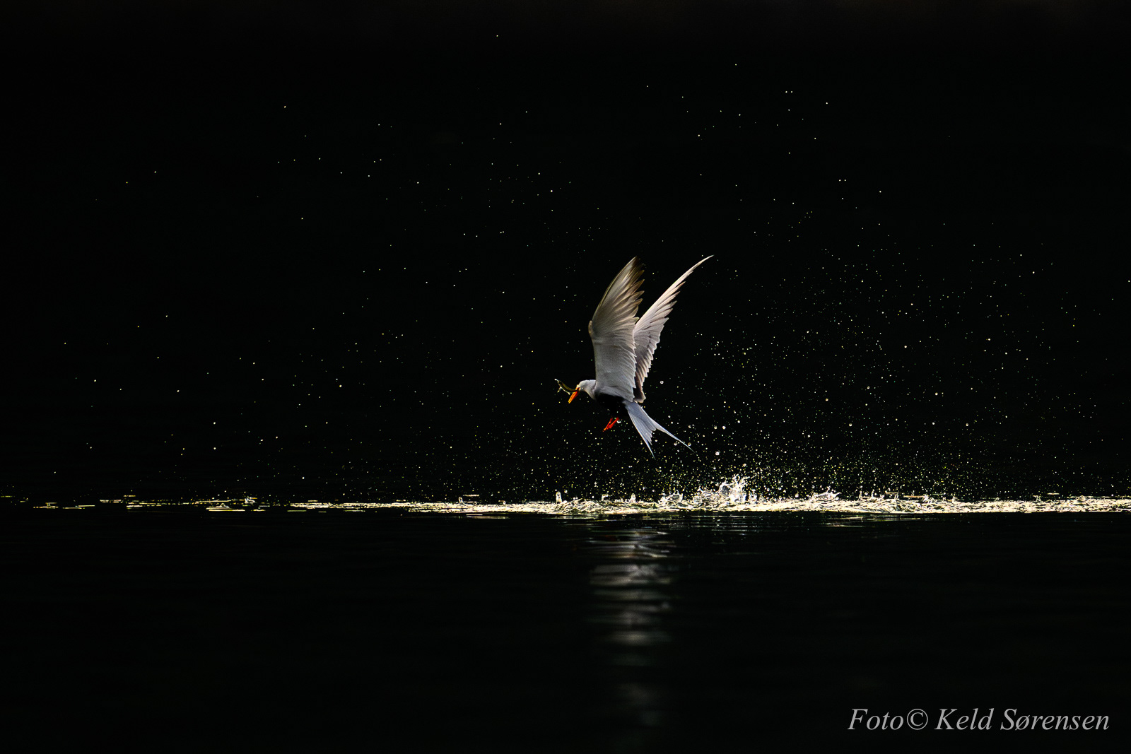 Black Bellied Tern