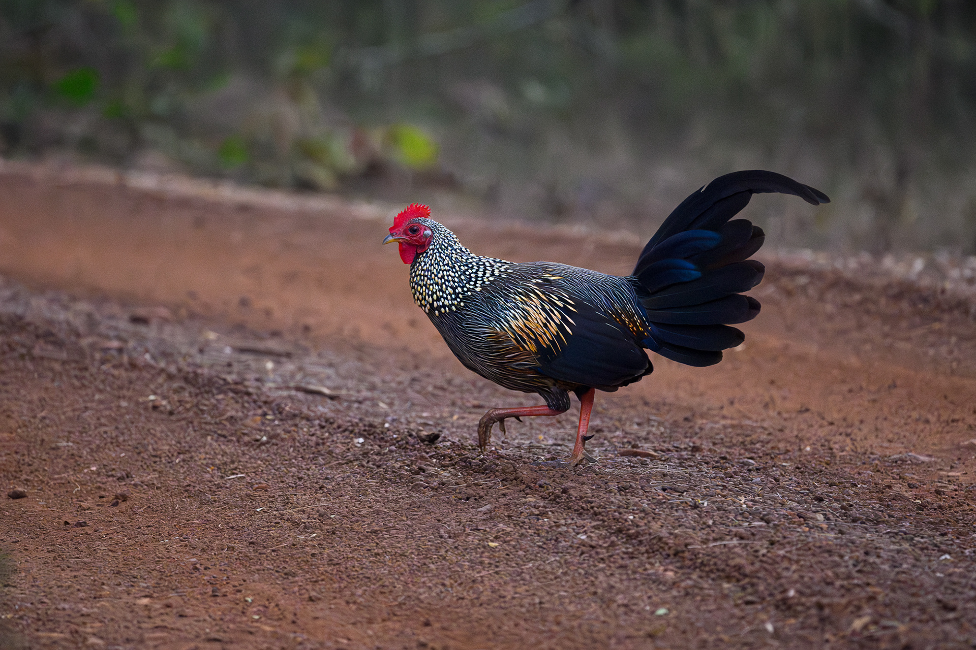 Grey Junglefowl