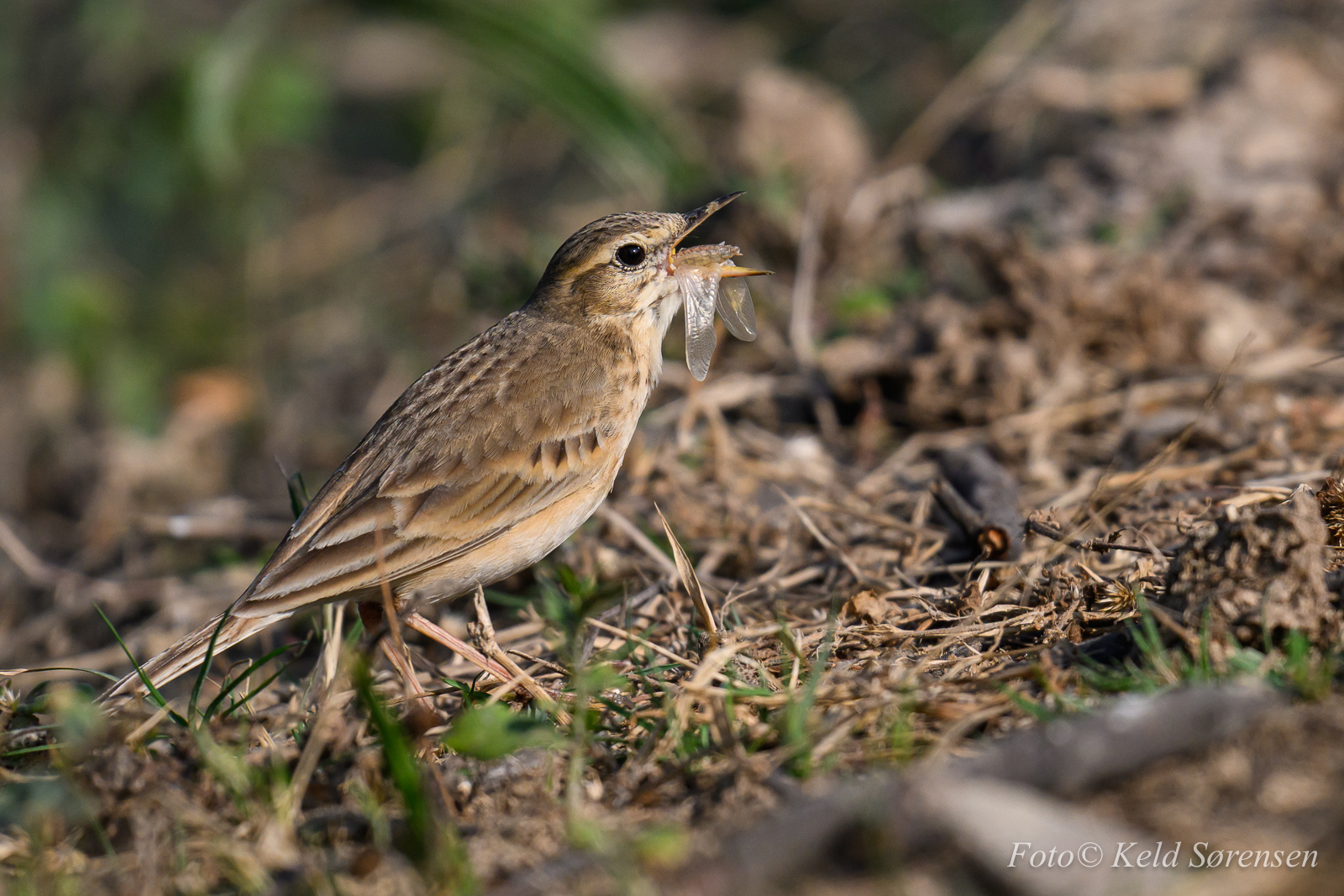 Pipit