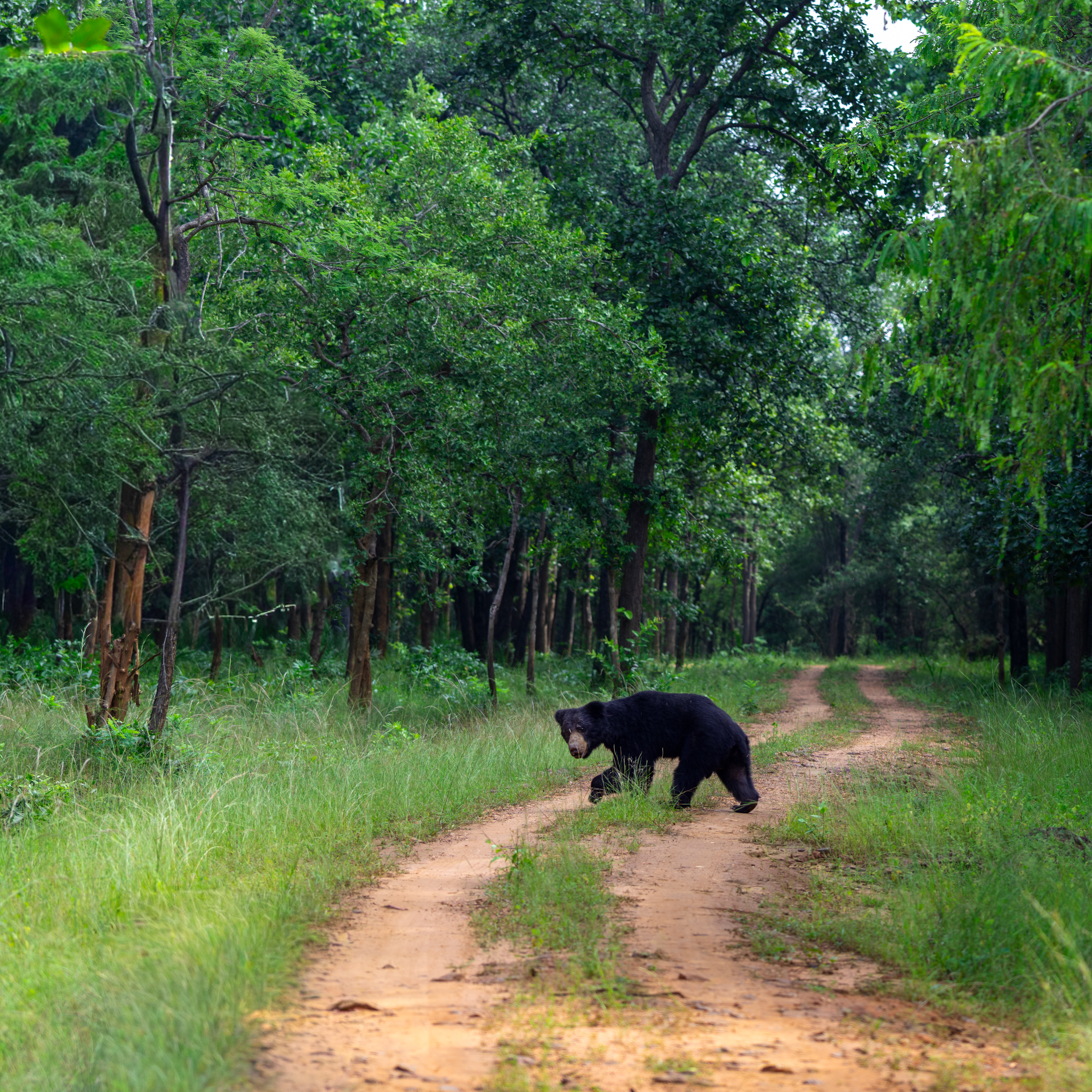 Sloth Bear