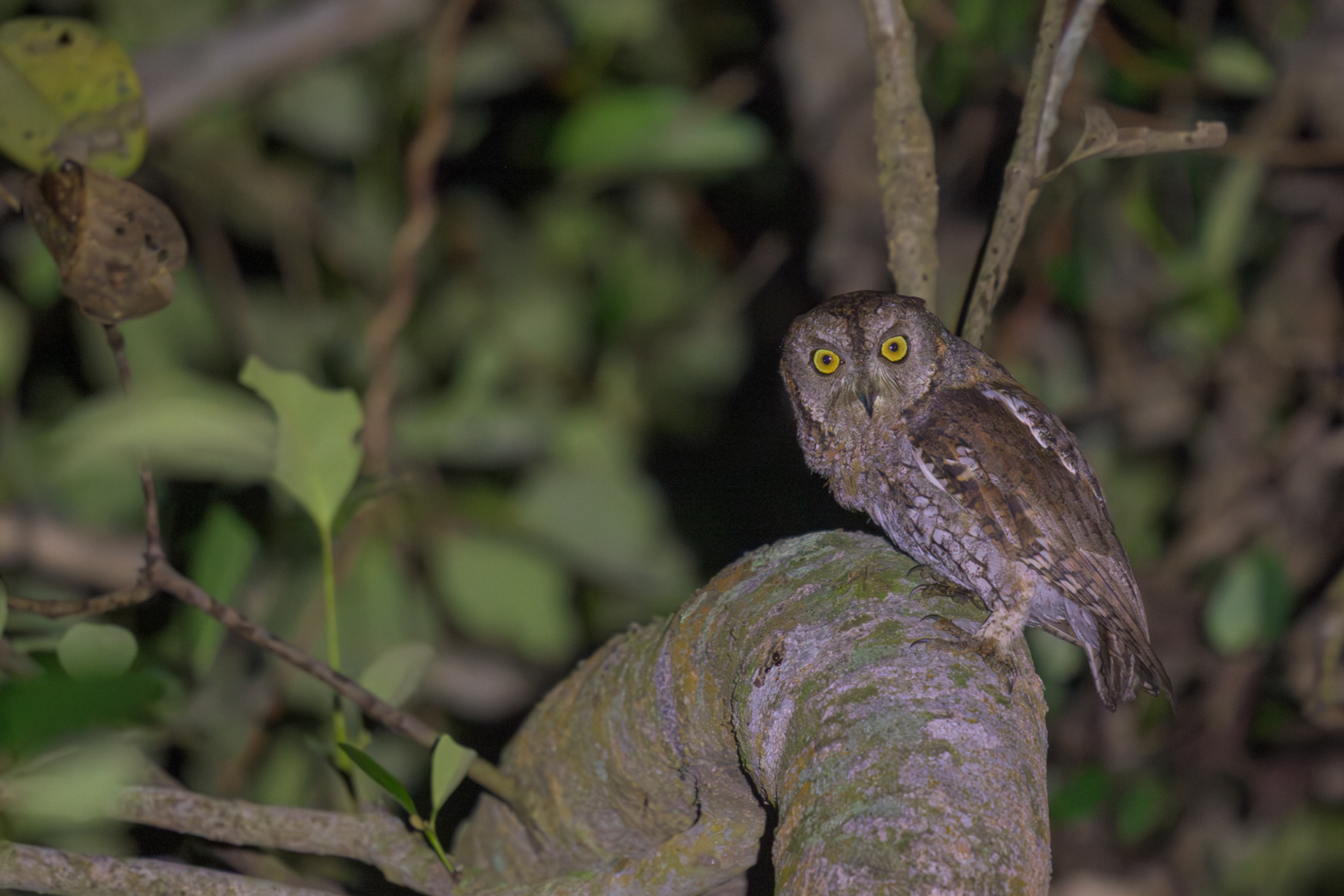 Oriental Scops Owl