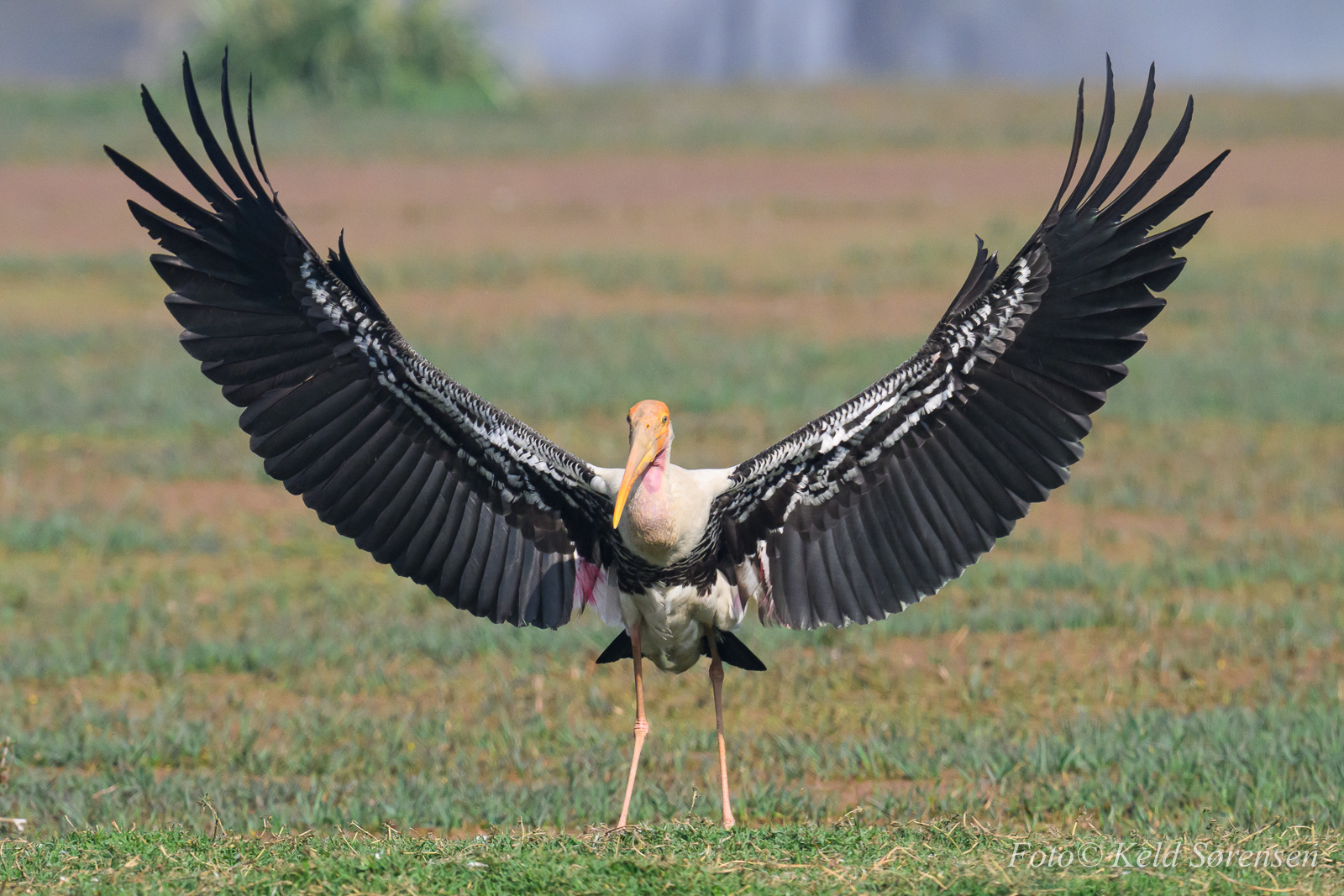 Painted Stork
