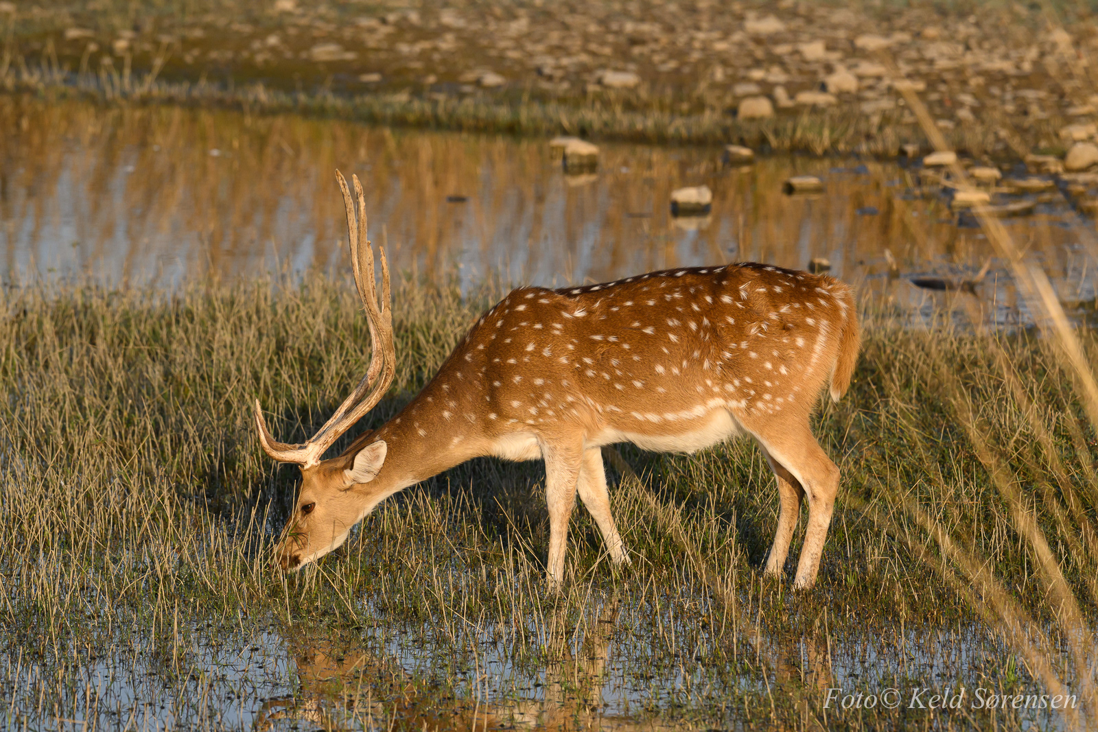Spotted Deer