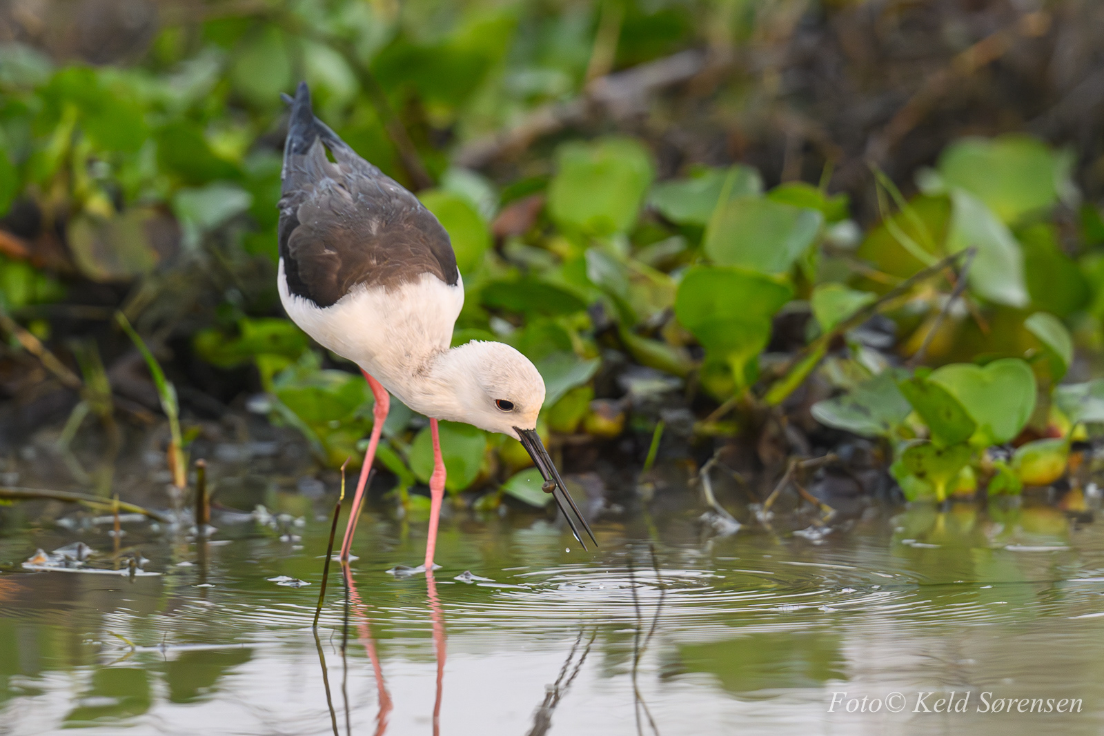 Black Winged Stilt