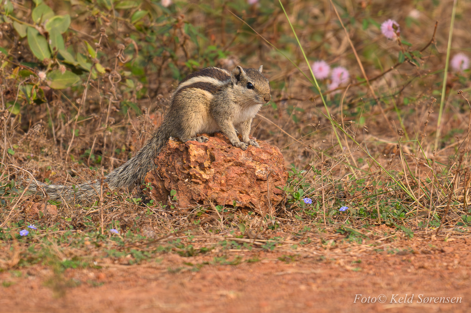 Palm Squirrel
