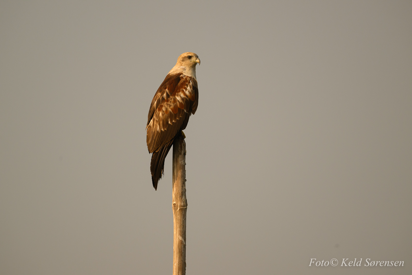 Brahminy Kite