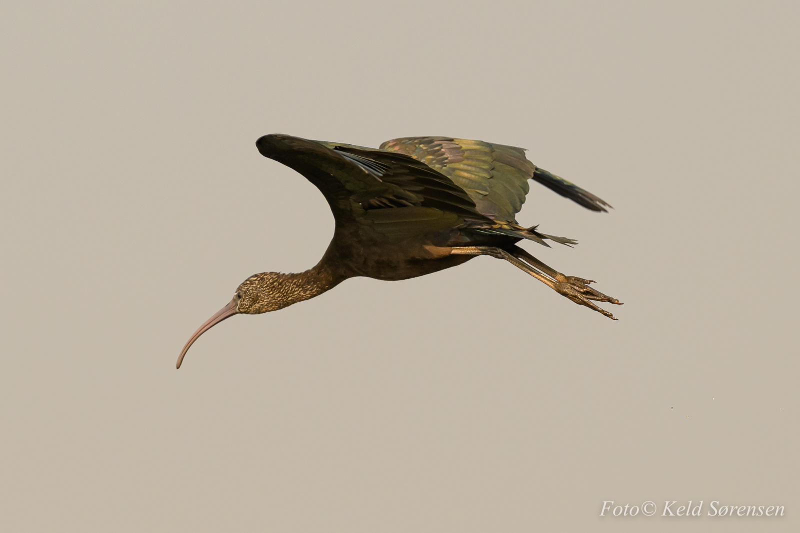 Glossy Ibis
