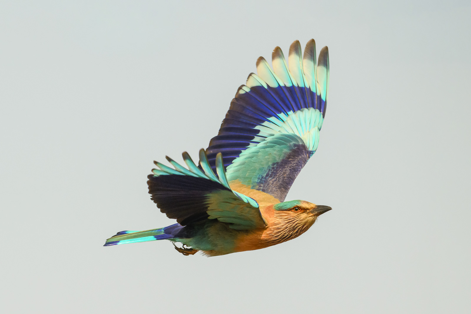 Indian Roller