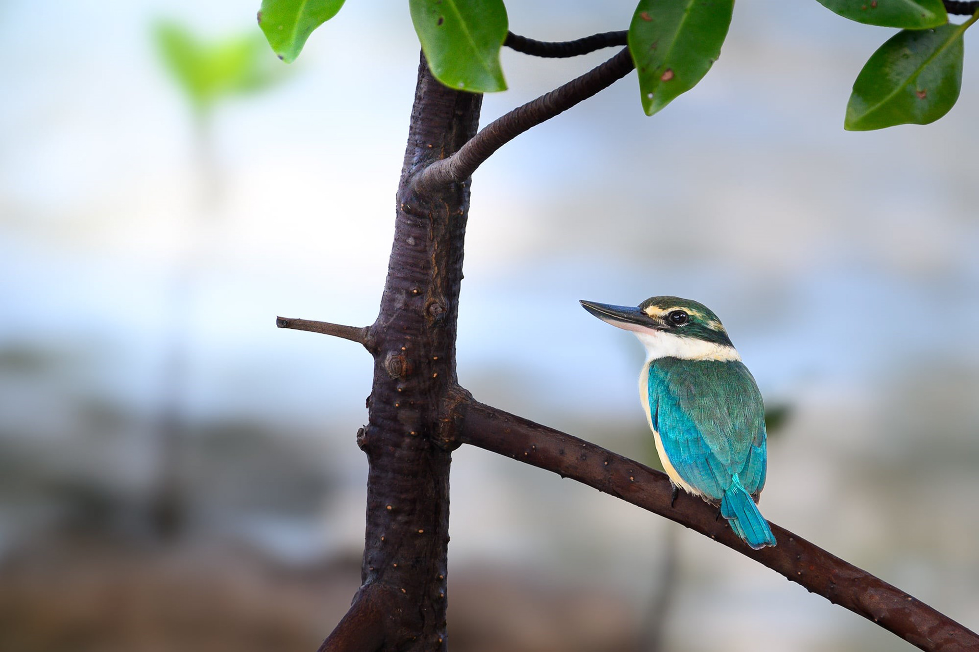 Collared Kingfisher