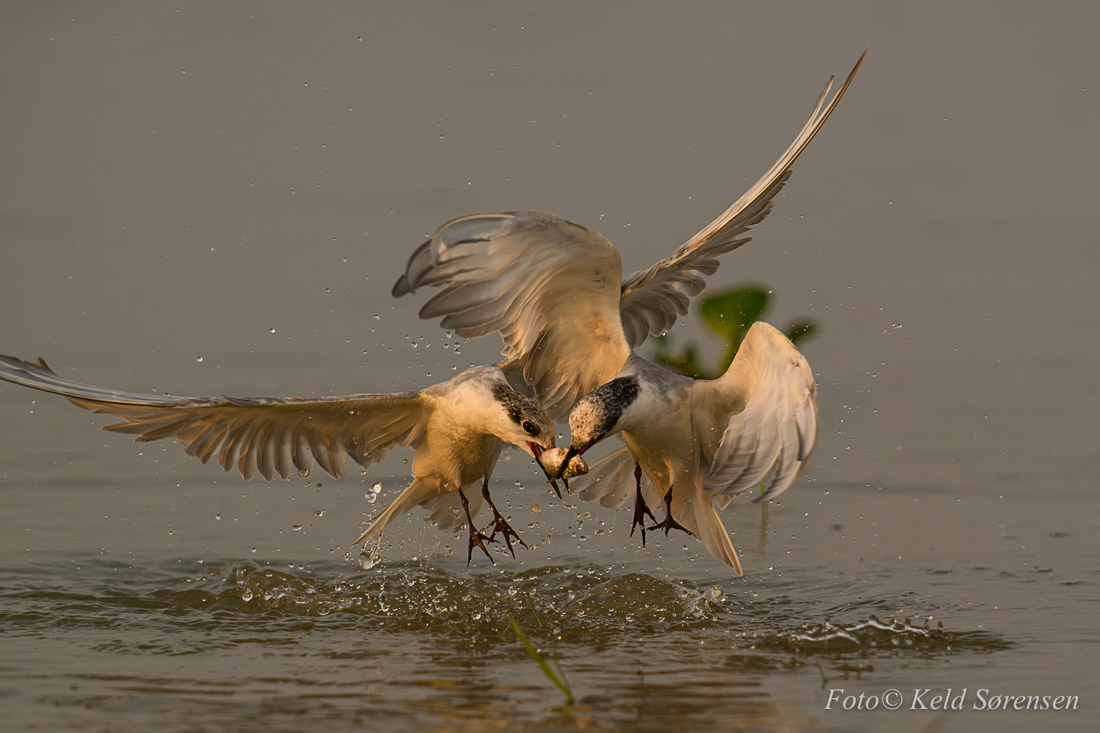 Whiskered Tern