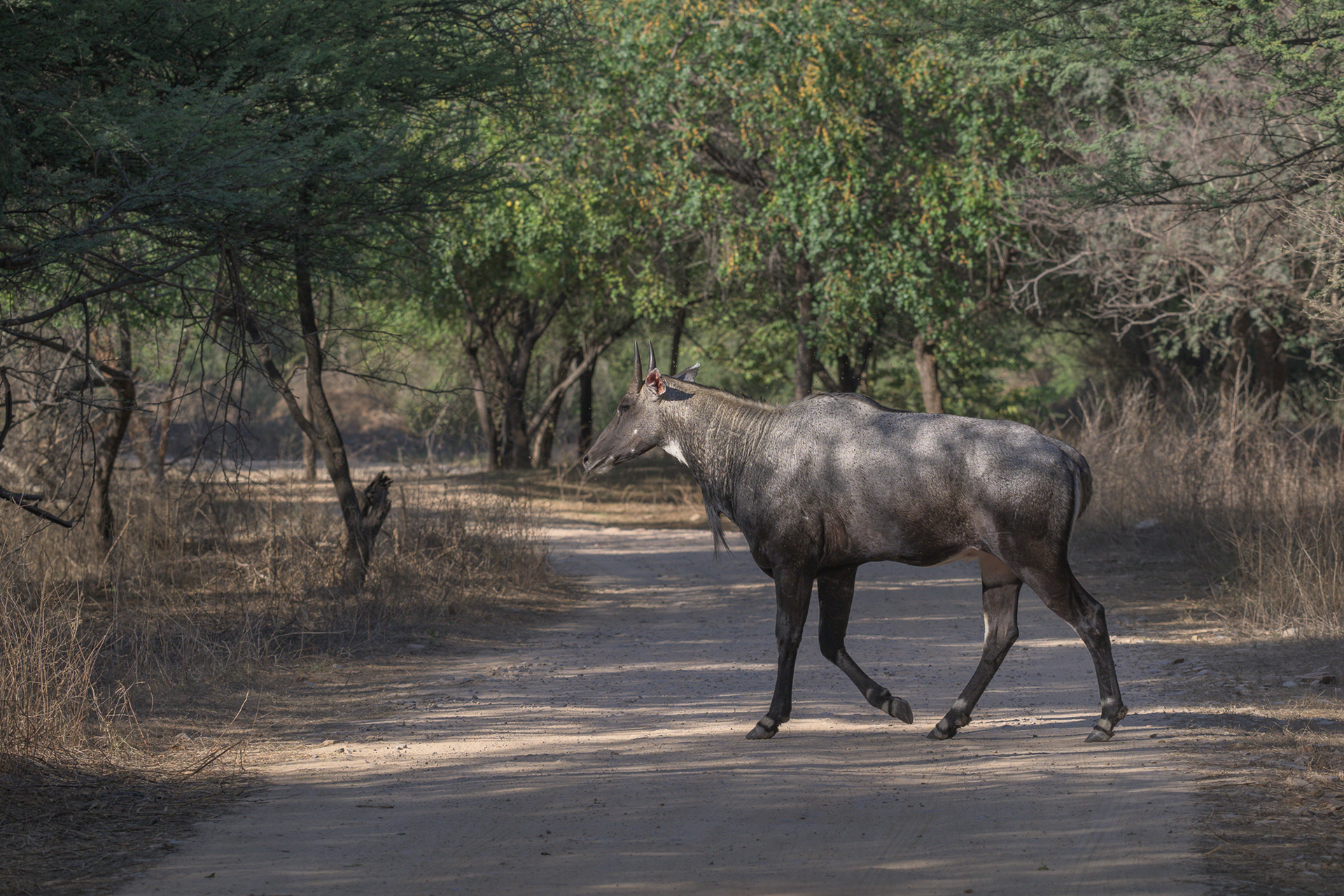 Nilgai