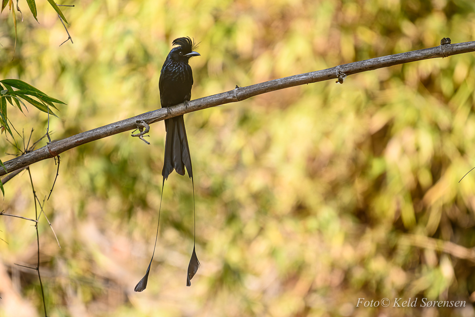 Greater Racket Tailed Drongo