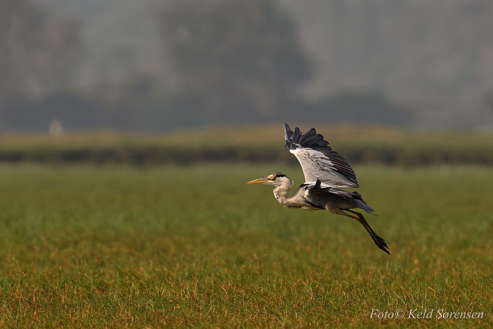 Grey Heron with Water Snake kill