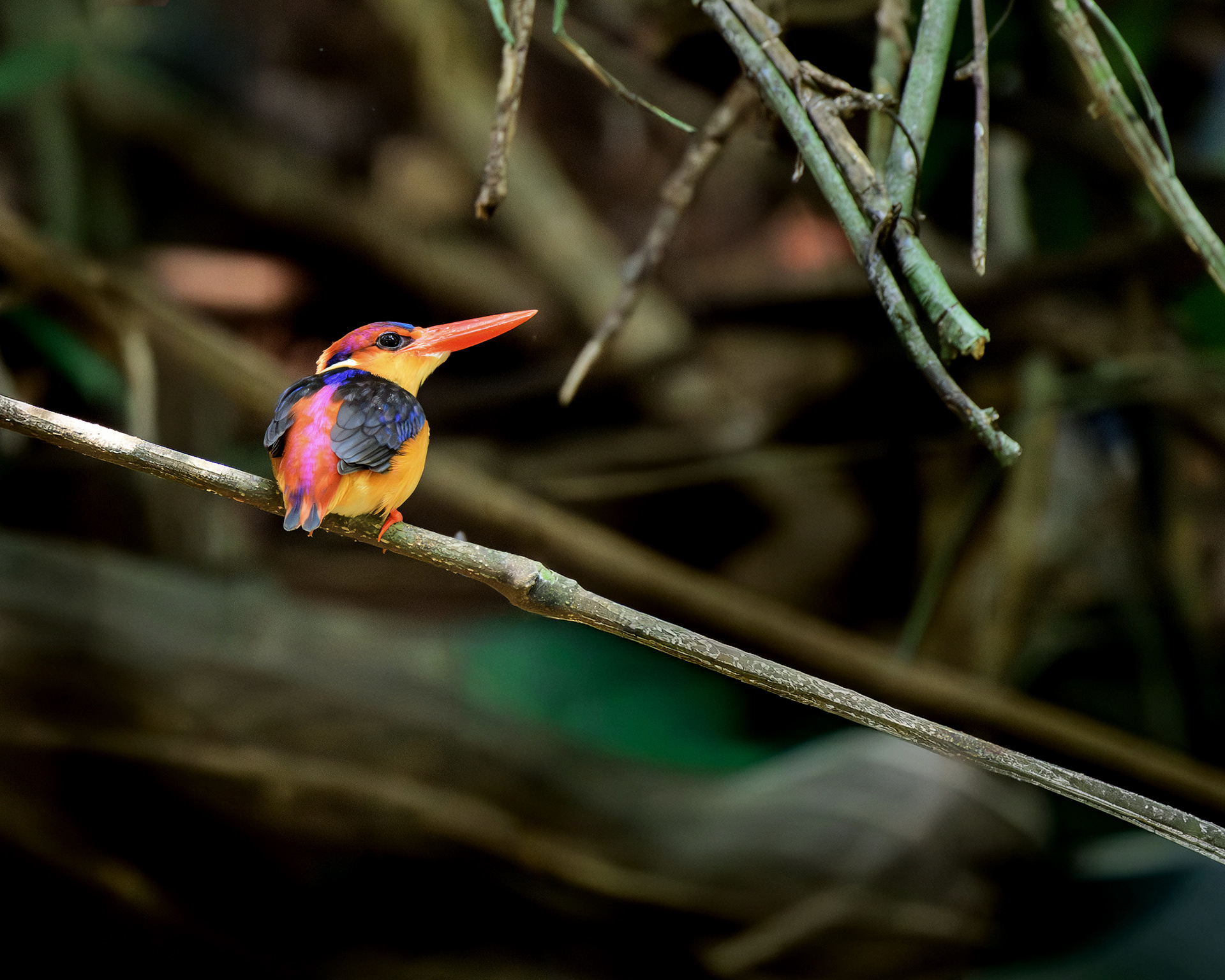 Oriental Dwarf Kingfisher (Jewel of Konkan)