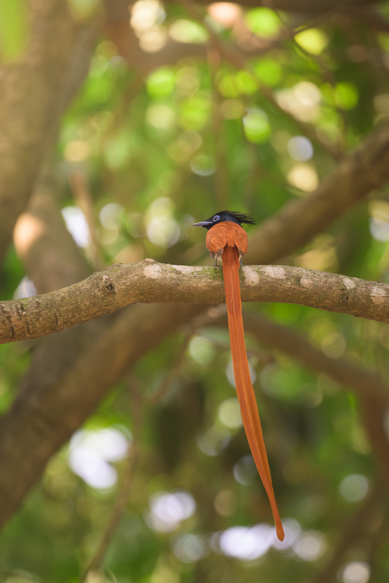 Indian Paradise Flycatcher - Rufous morph