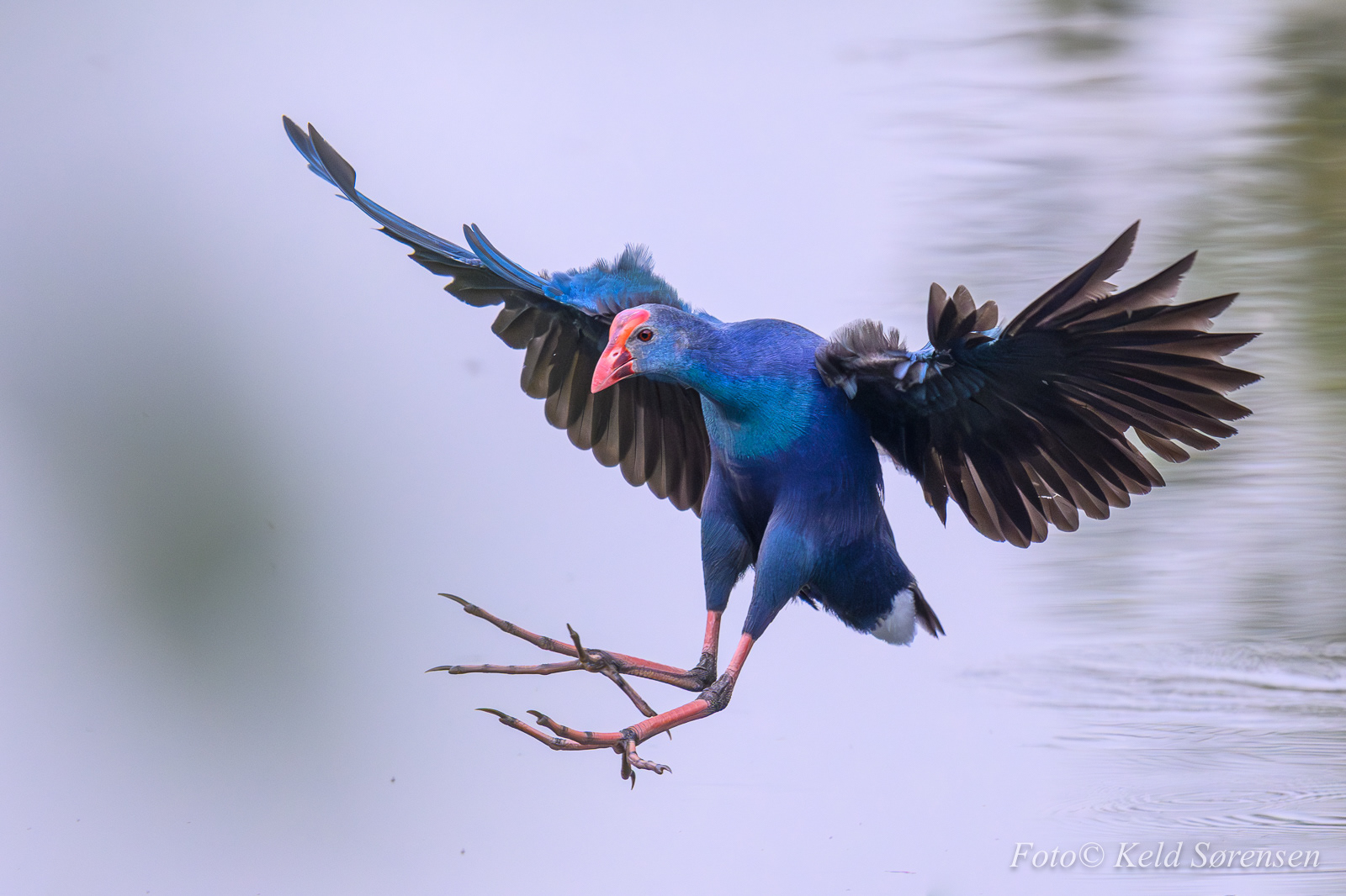 Purple Swamphen