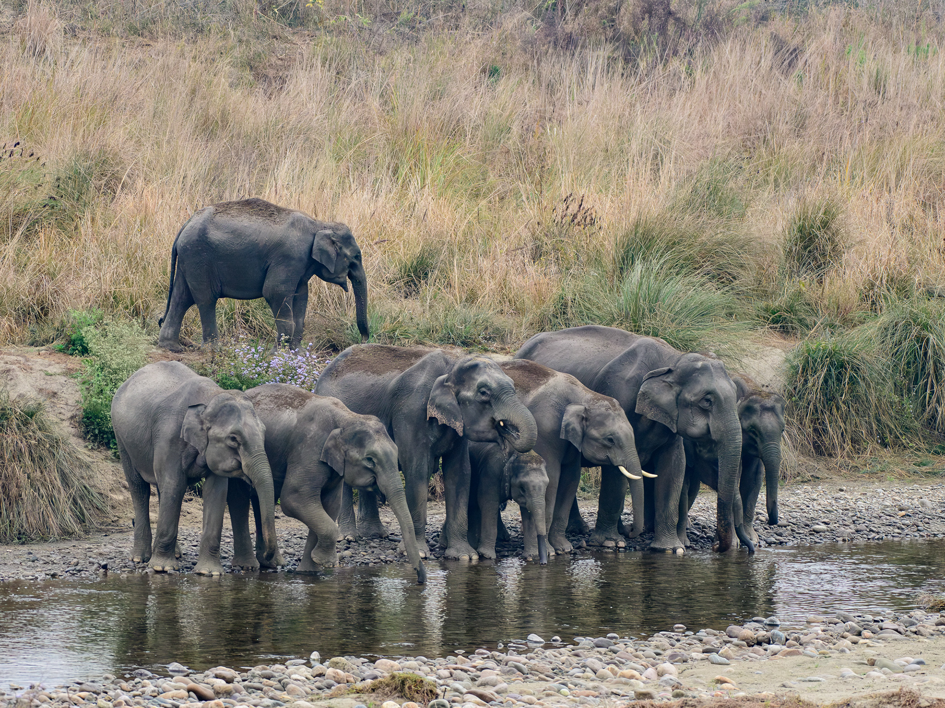 Indian Elephants