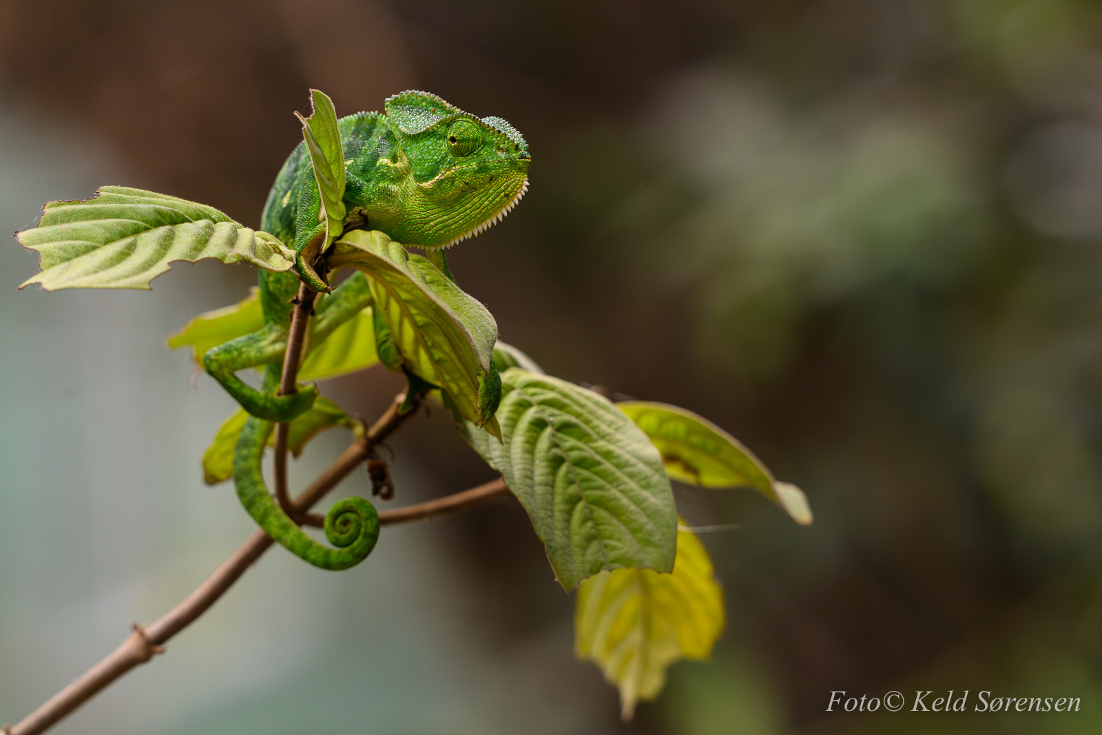 Indian Chameleon