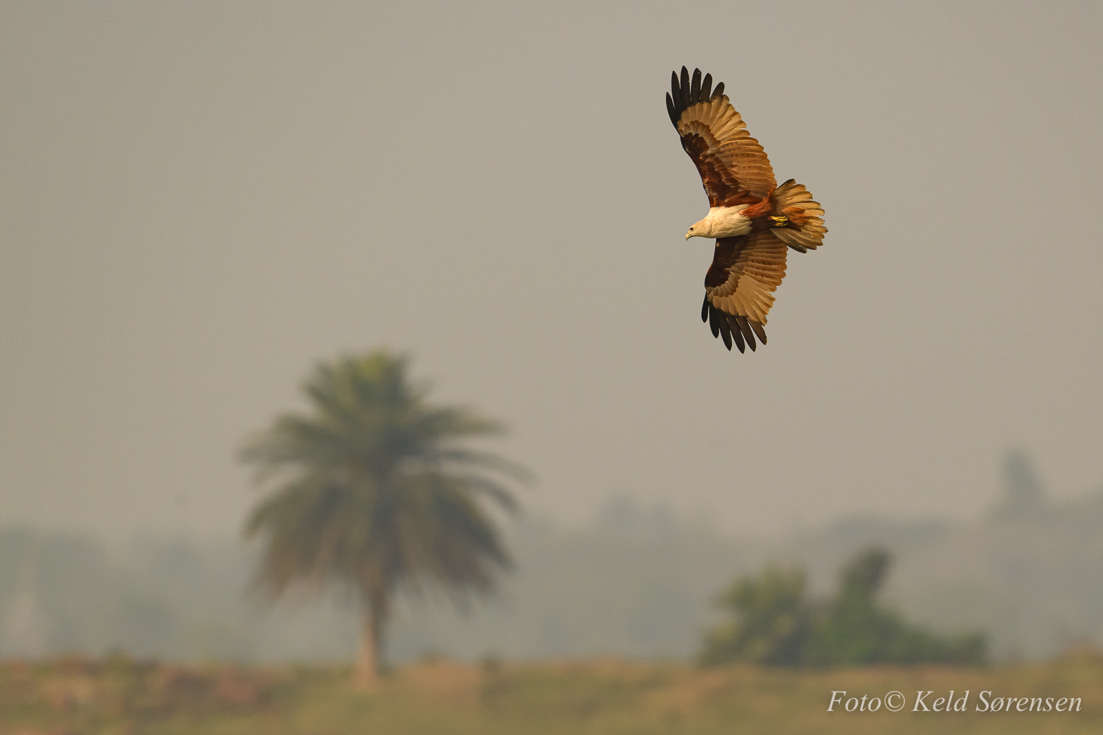 Brahminy Kite