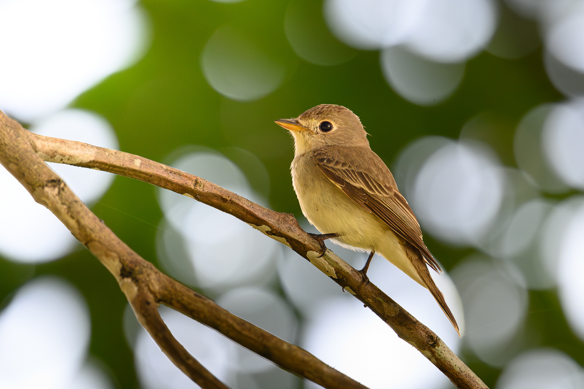 Asian Brown Flycatcher