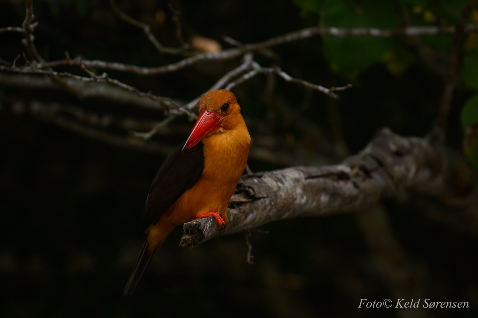 Brown Winged Kingfisher