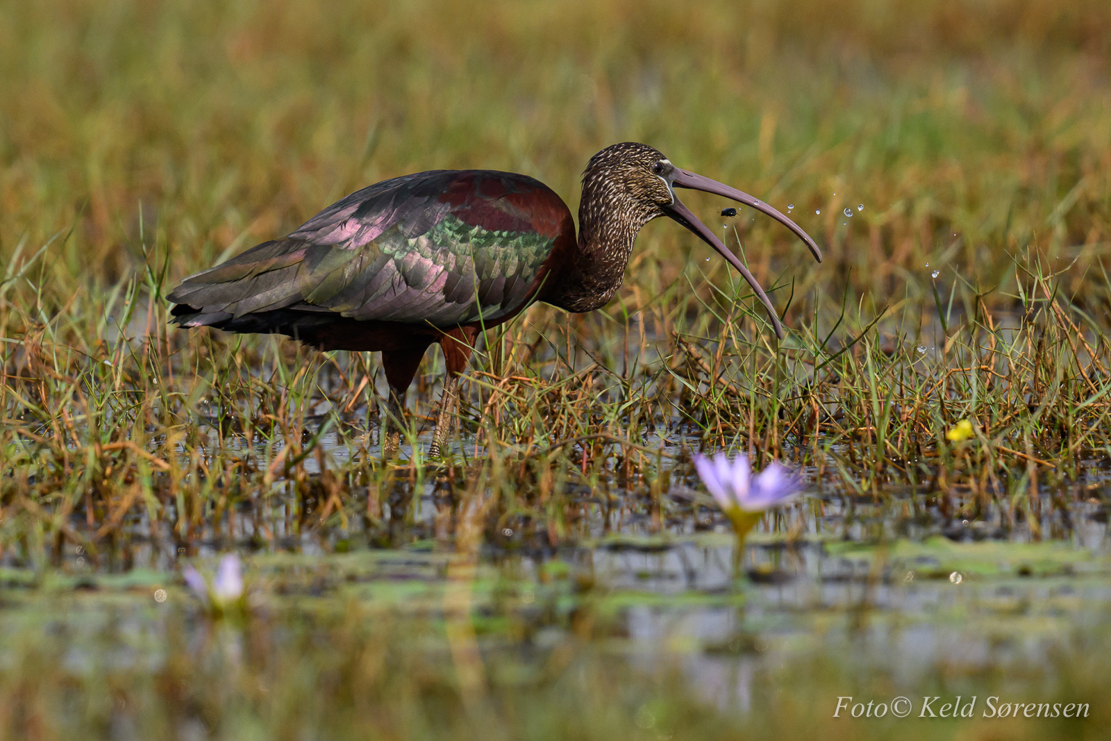 Glossy Ibis