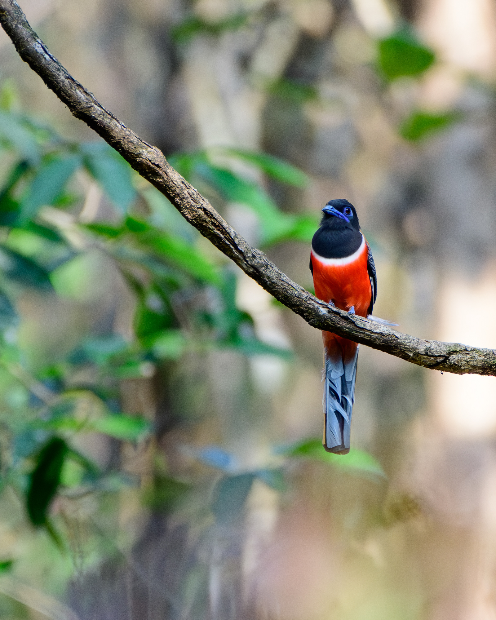 Malabar Trogon