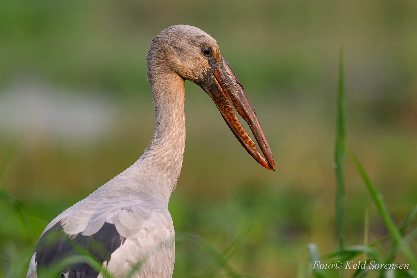 Asian Openbill Stork