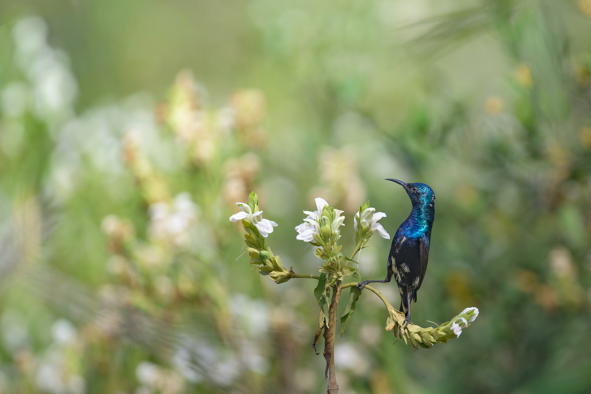Purple Sunbird