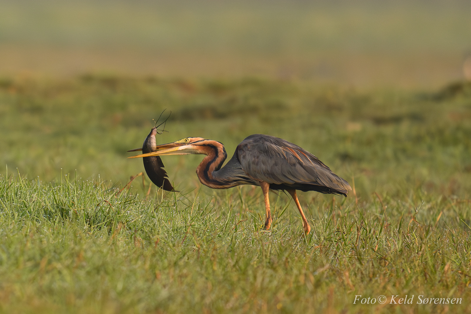 Purple Heron