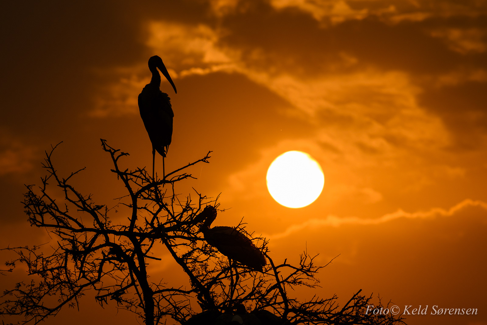 Painted Stork
