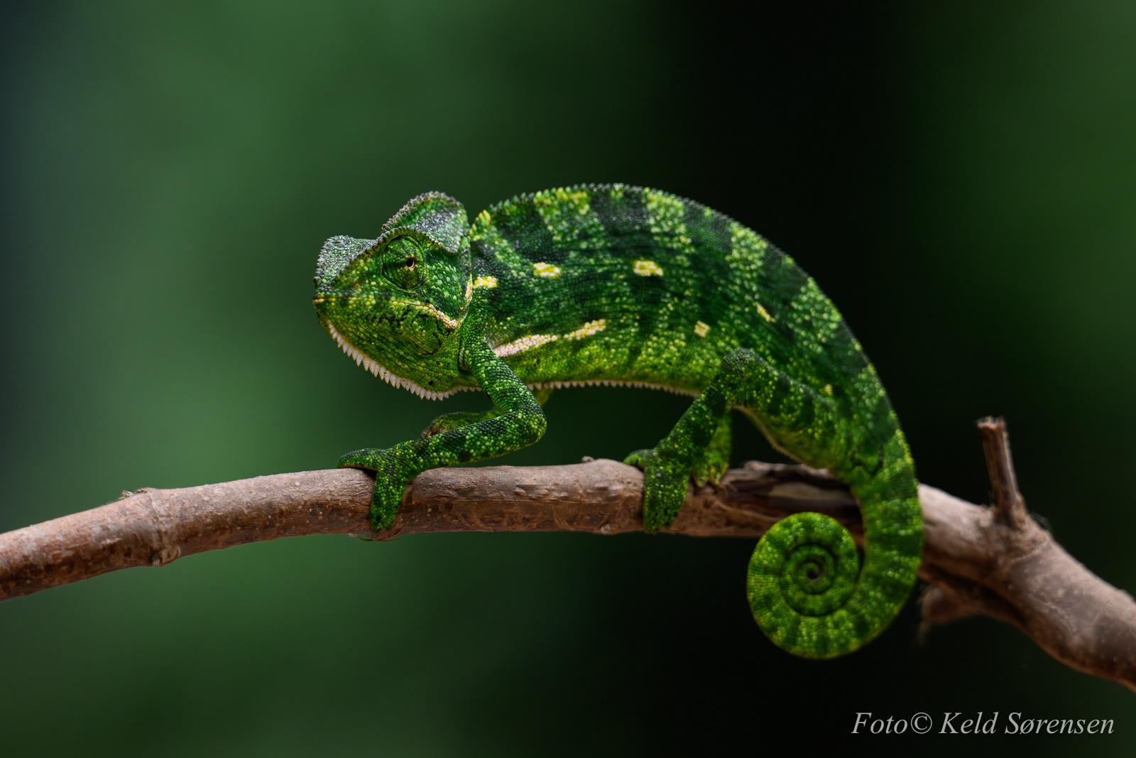 Indian Chameleon