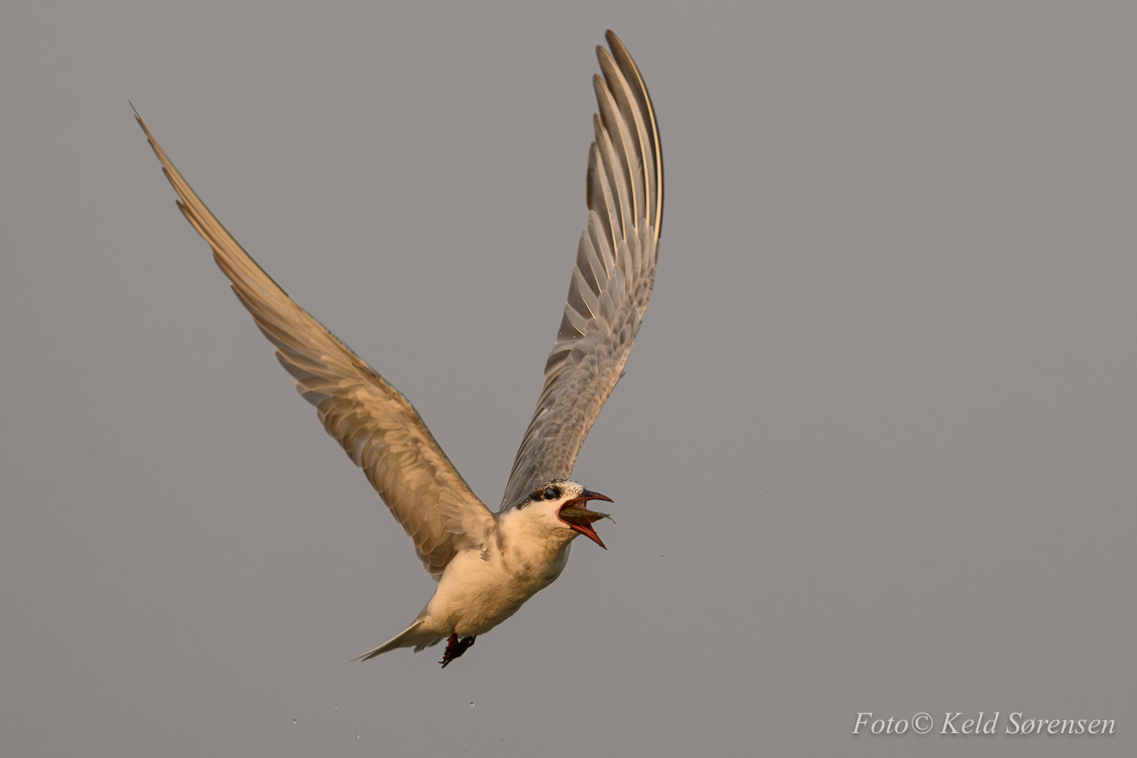 Whiskered Tern