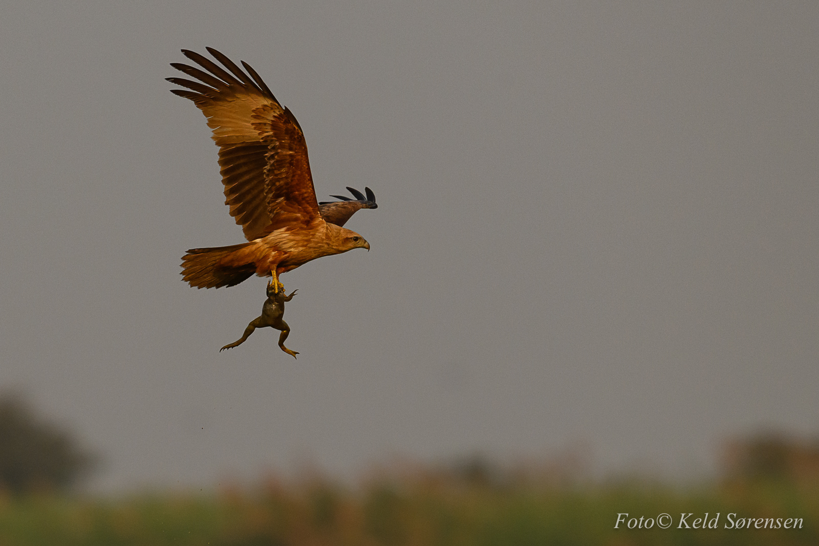 Brahminy Kite