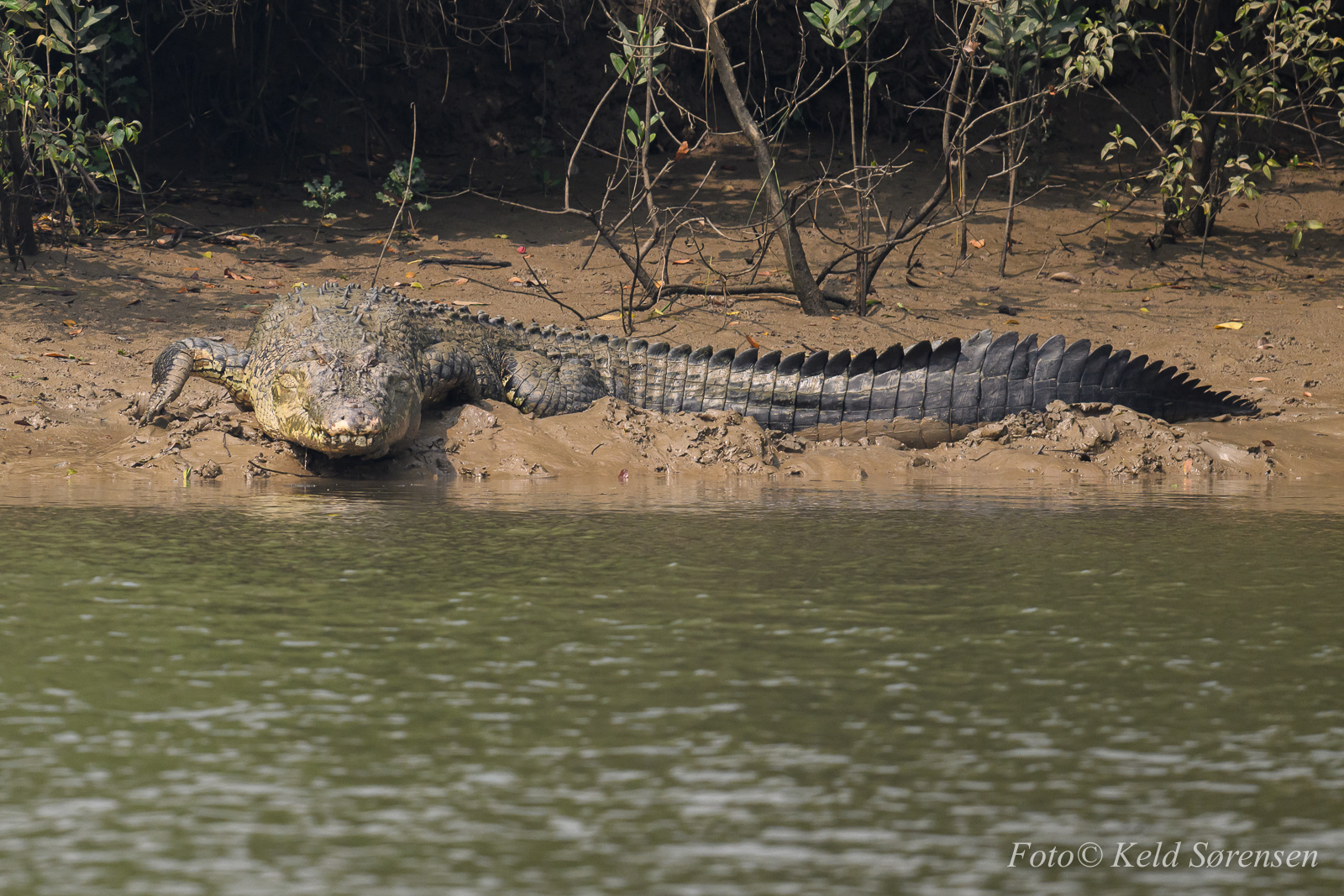 Salt Water Crocodile
