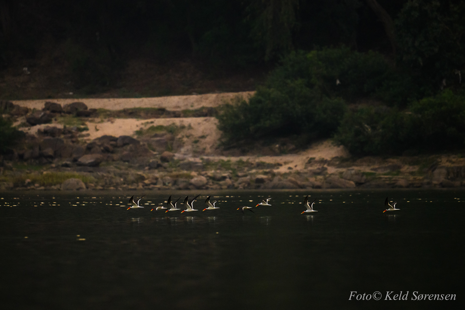 Indian Skimmer