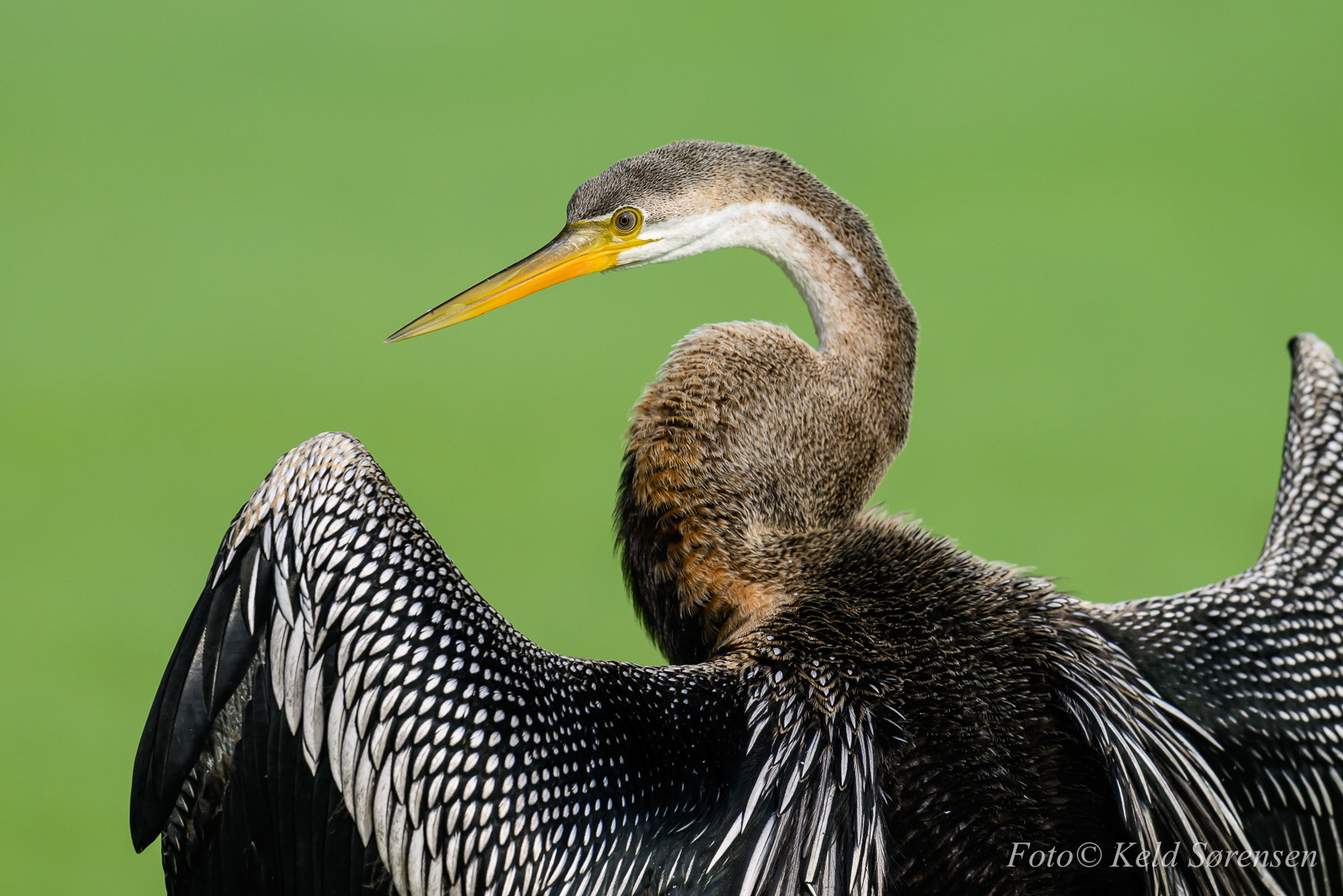 Oriental Darter