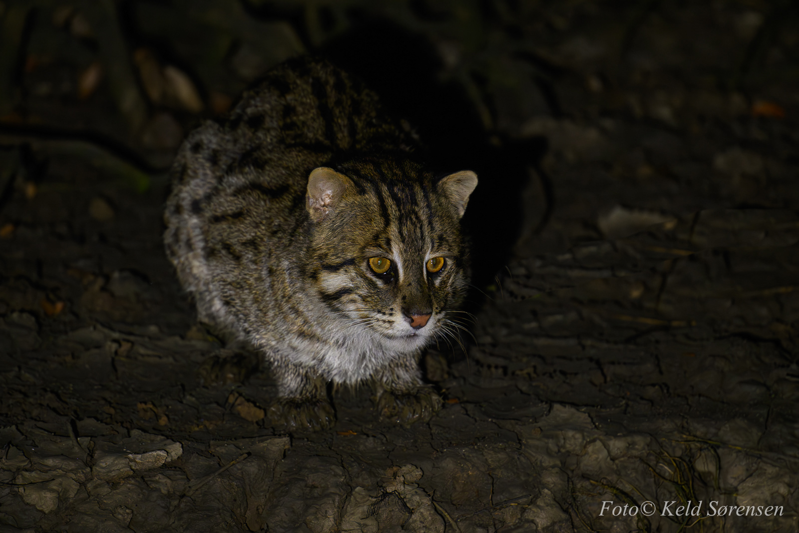 Fishing Cat