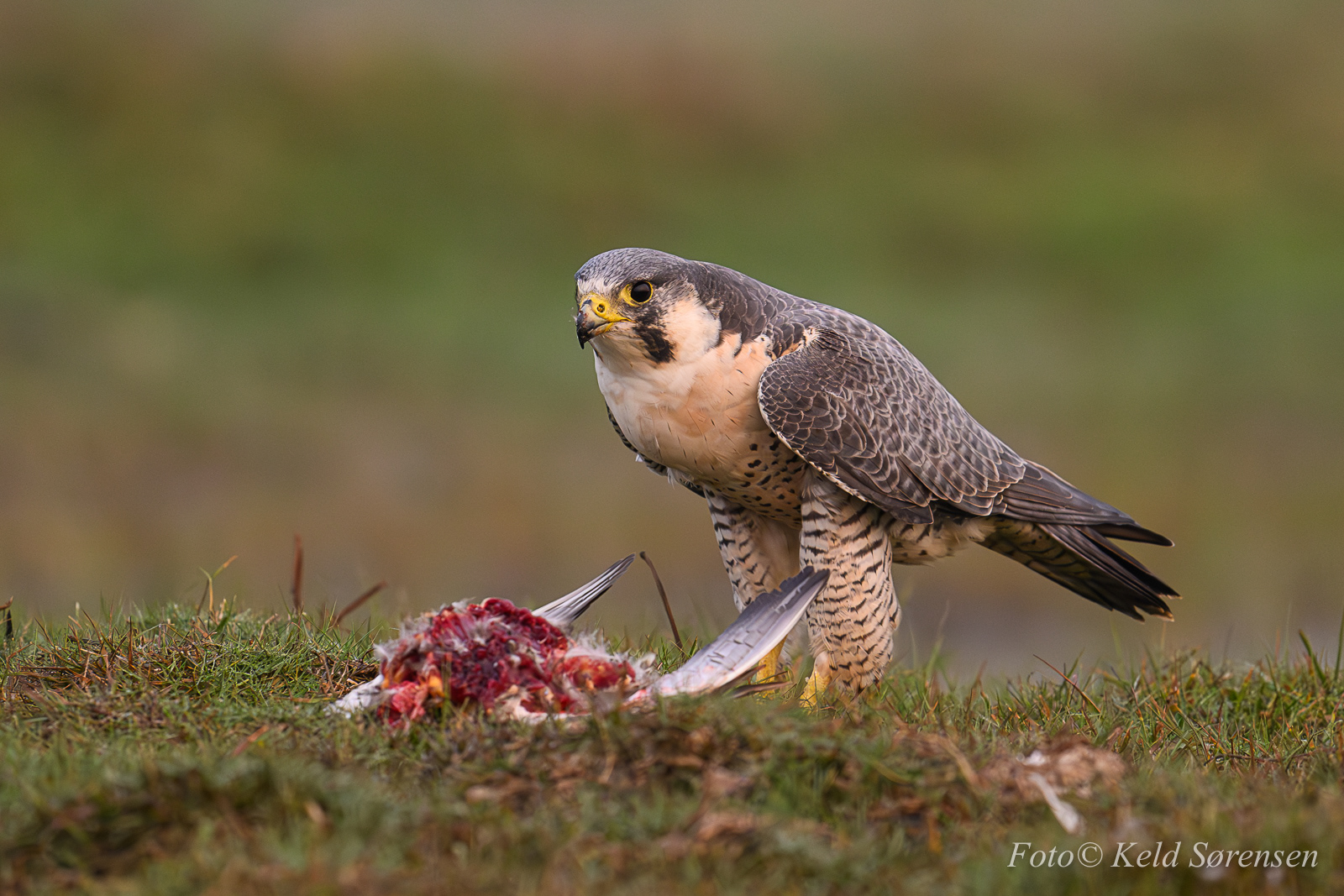 Peregrine Falcon