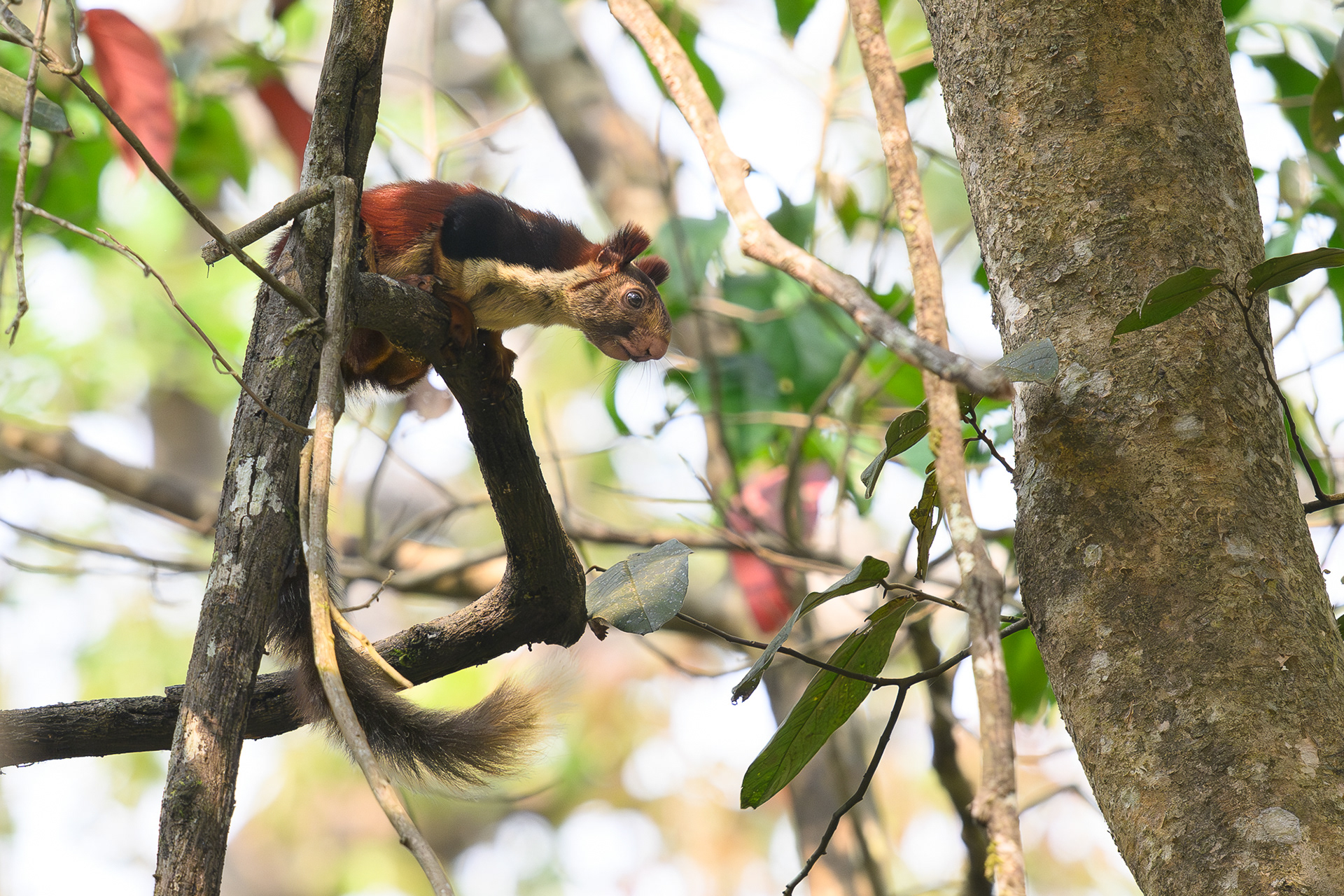 Indian (Malabar) Giant Squirrel
