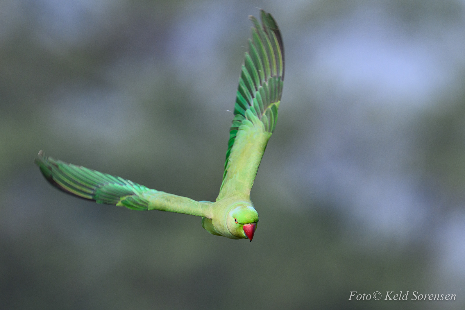 Rose Ringed Parakeet