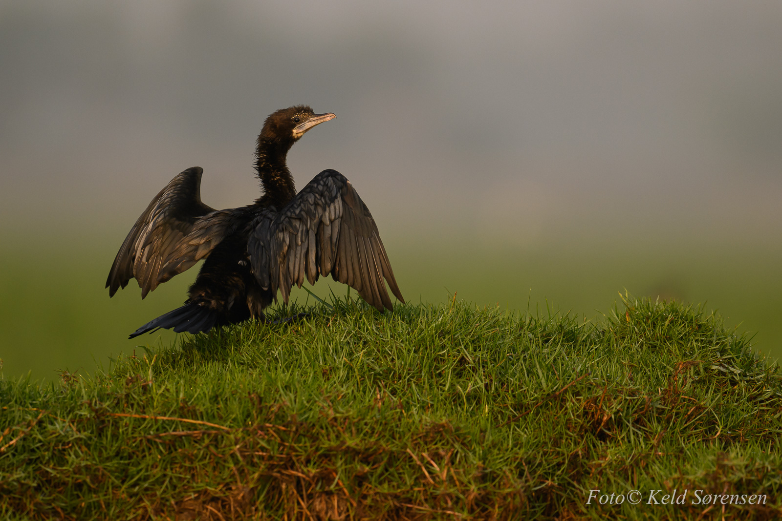 Indian Cormorant